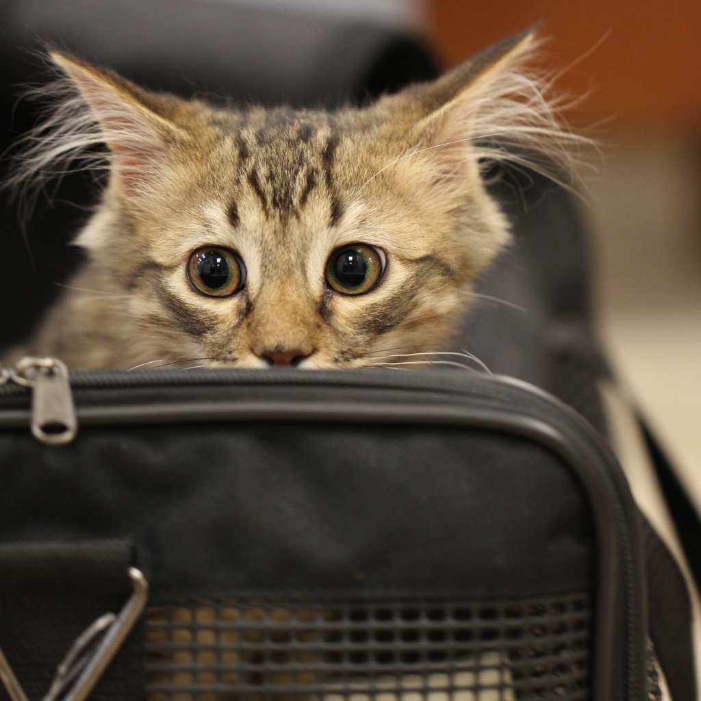 Испуганный серый котенок в черной сумке 