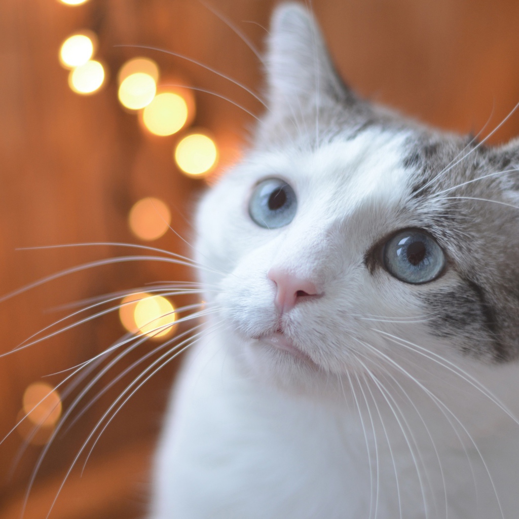 Взгляд серо-белого кота с голубыми глазами