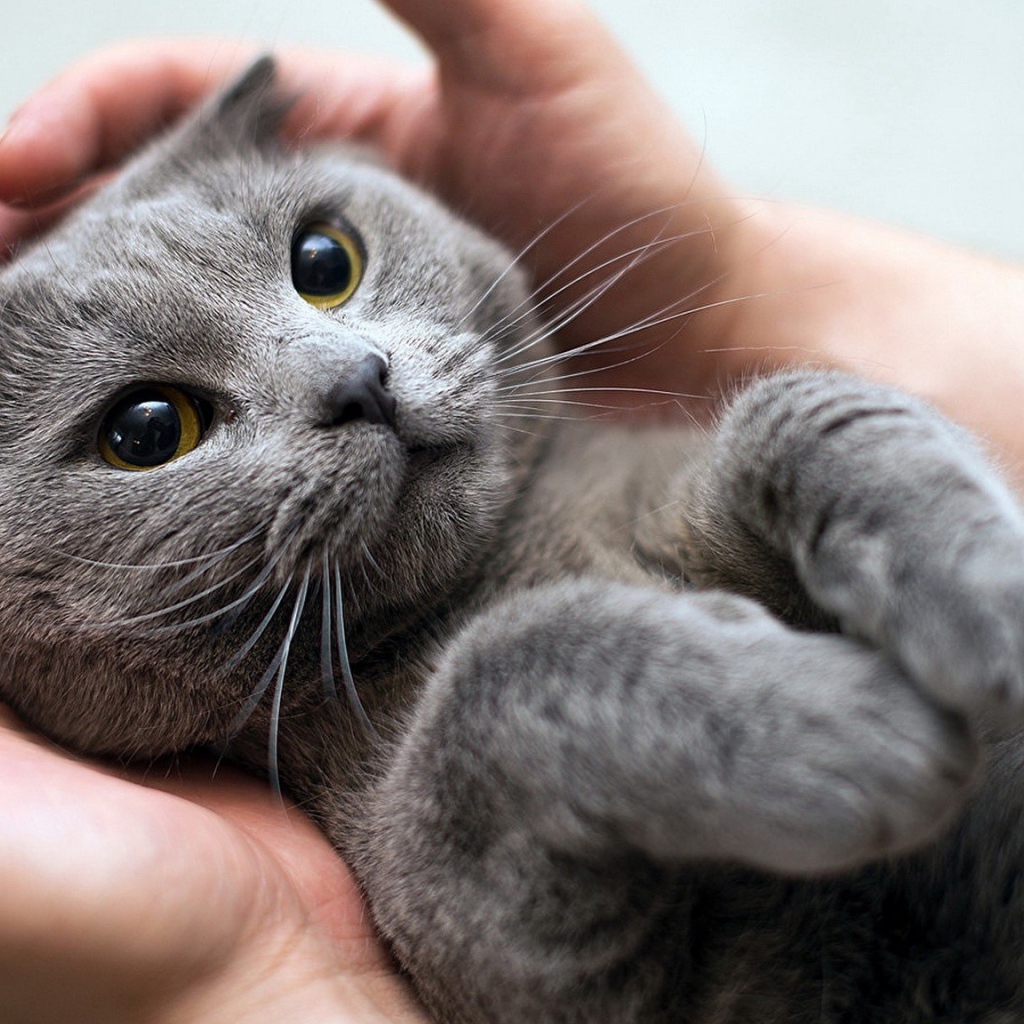 Серый кот британец лежит на руках у человека