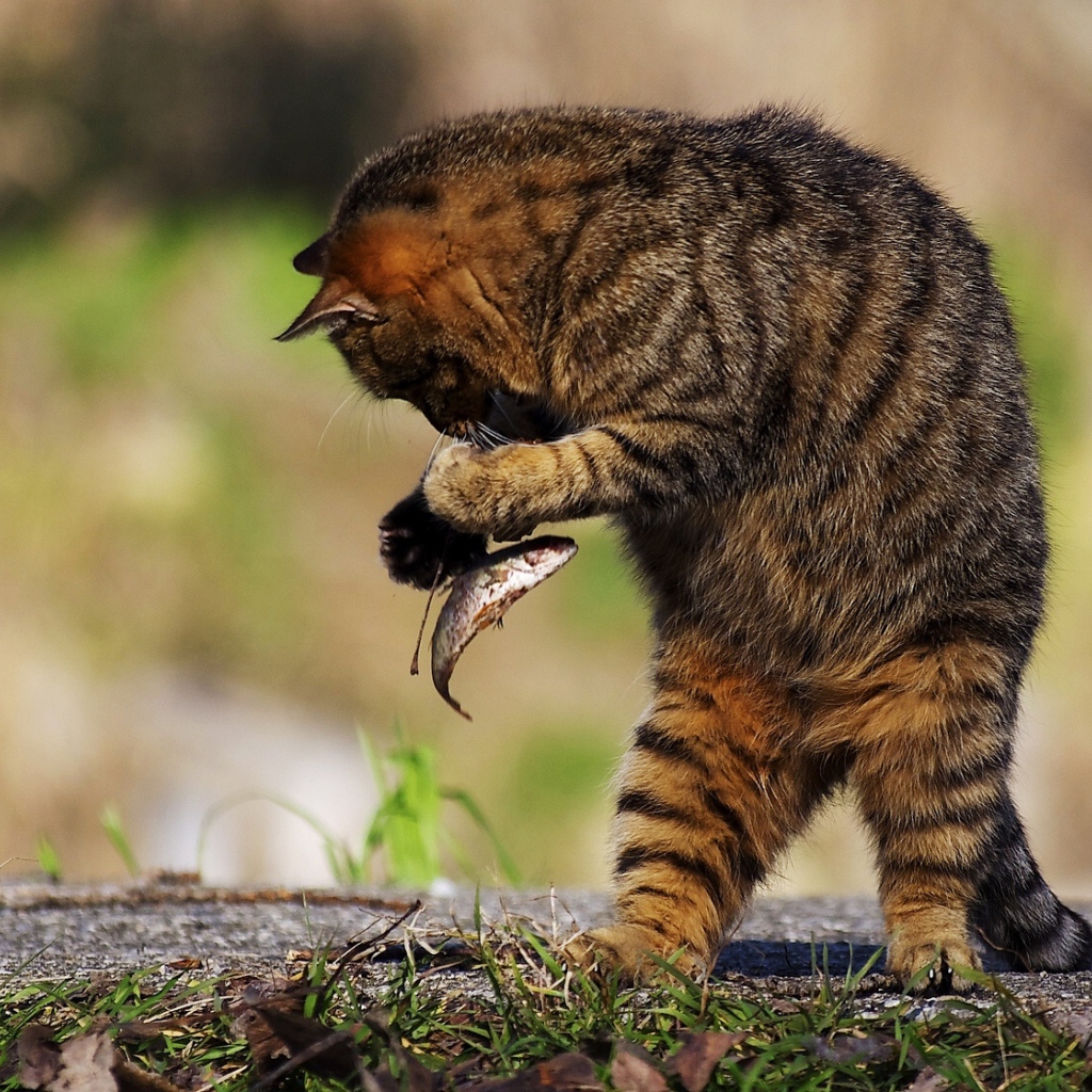 Серый кот поймал маленькую рыбу 
