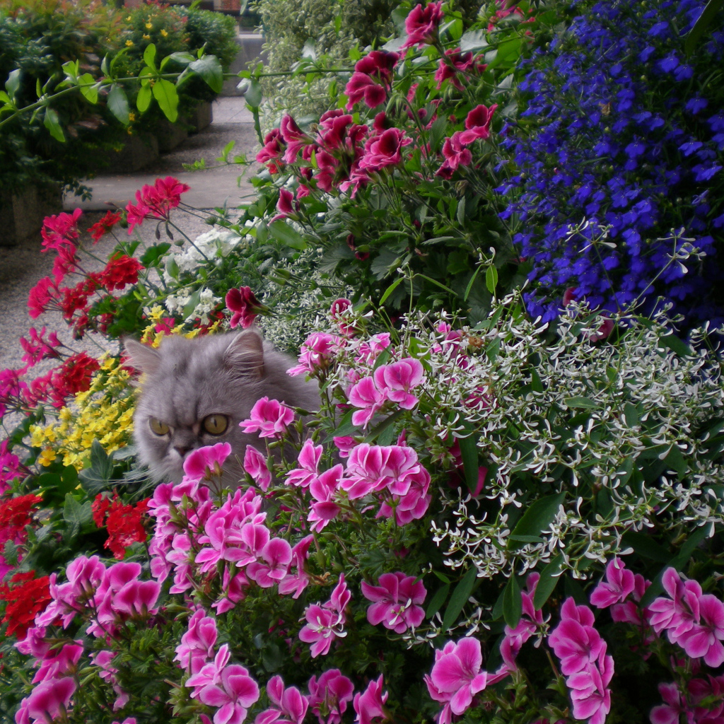 Серый кот прячется в цветах герани