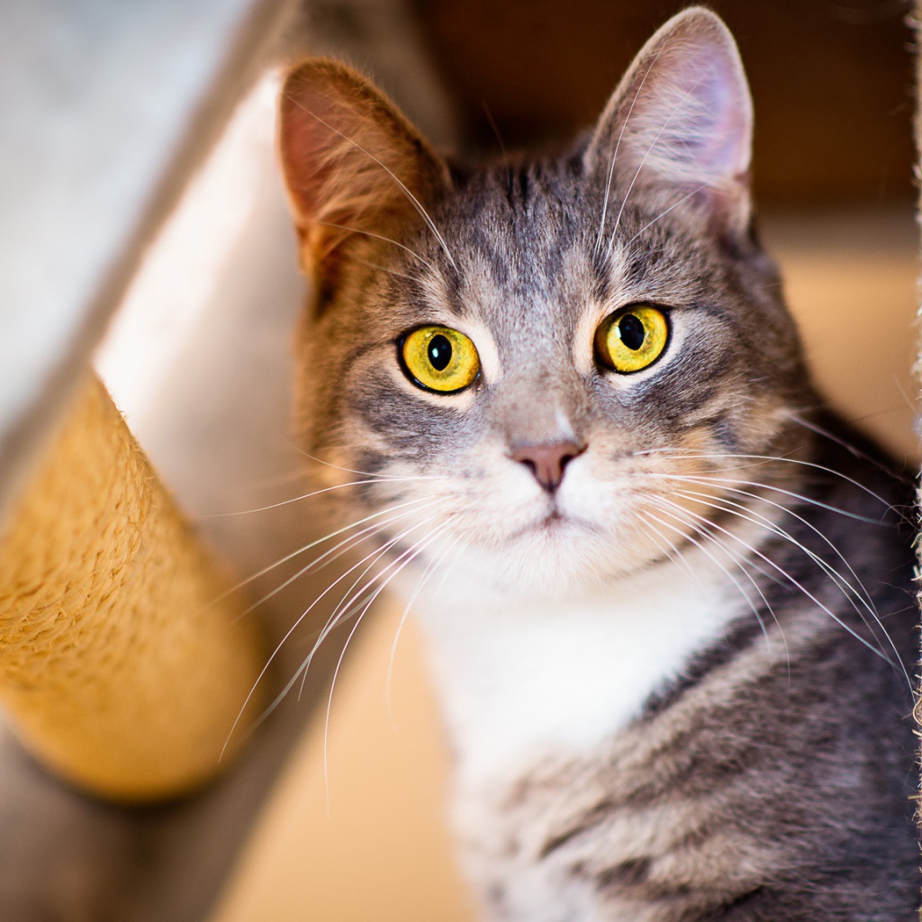 Взгляд серого кота с большими желтыми глазами