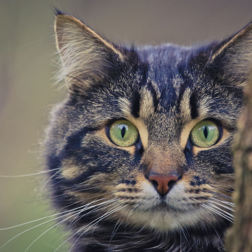 Большой серый кот выглядывает из - за дерева 
