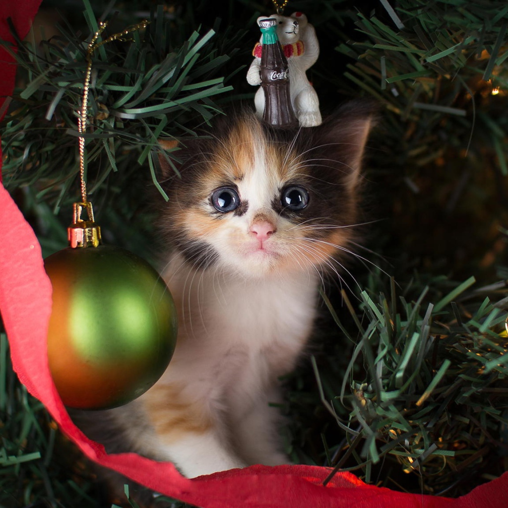Маленький милый котенок сидит на нарядной елке на новый год