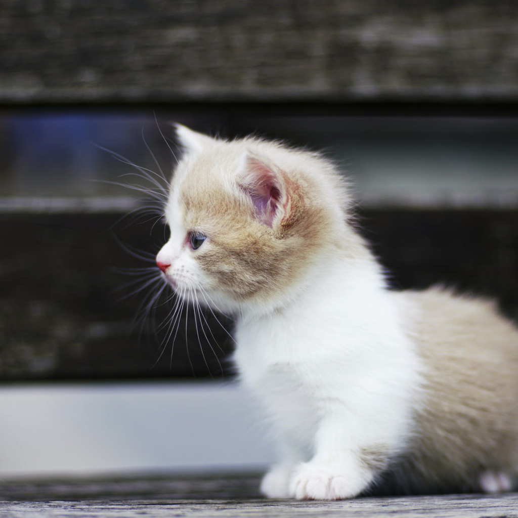 Маленький забавный коротколапый котенок