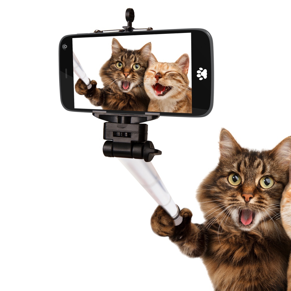 Рыжий и серый кот делают селфи на белом фоне