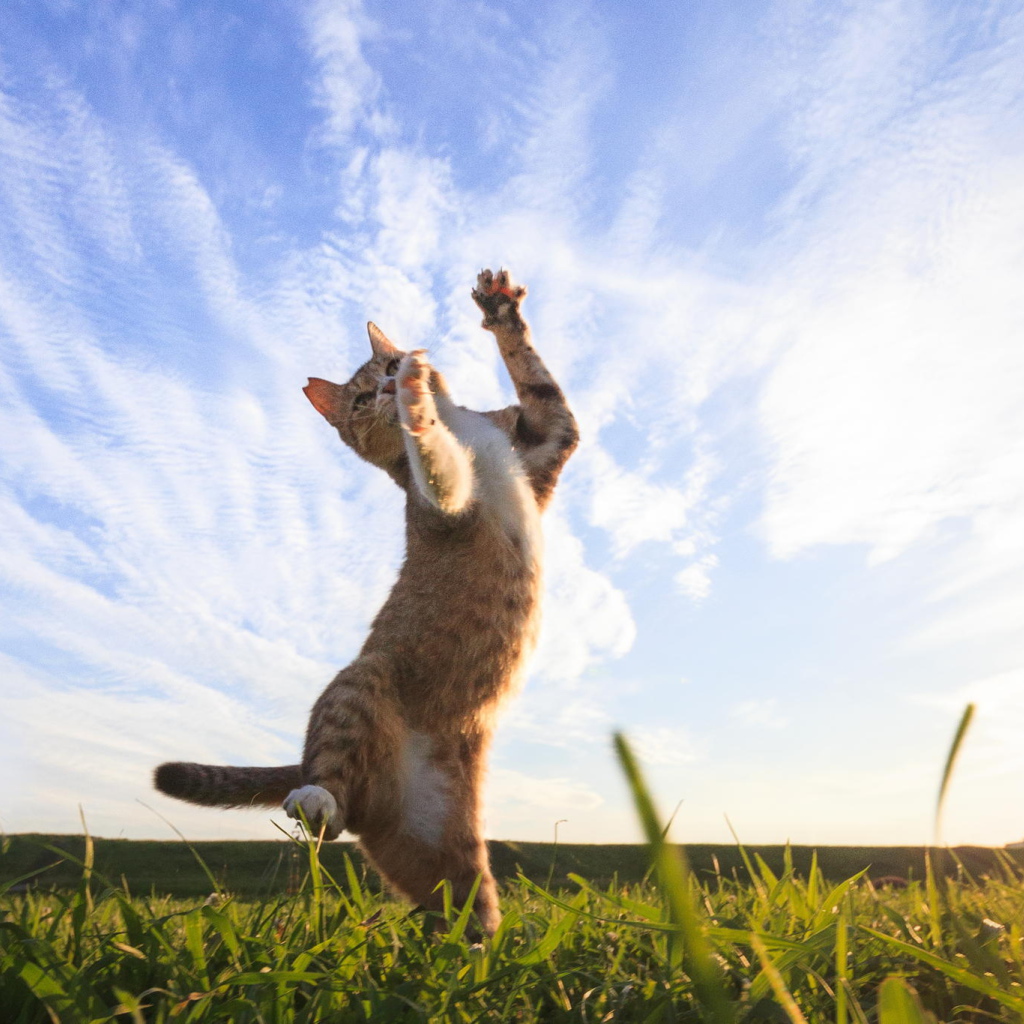 Рыжий кот играет на зеленой траве под красивым небом