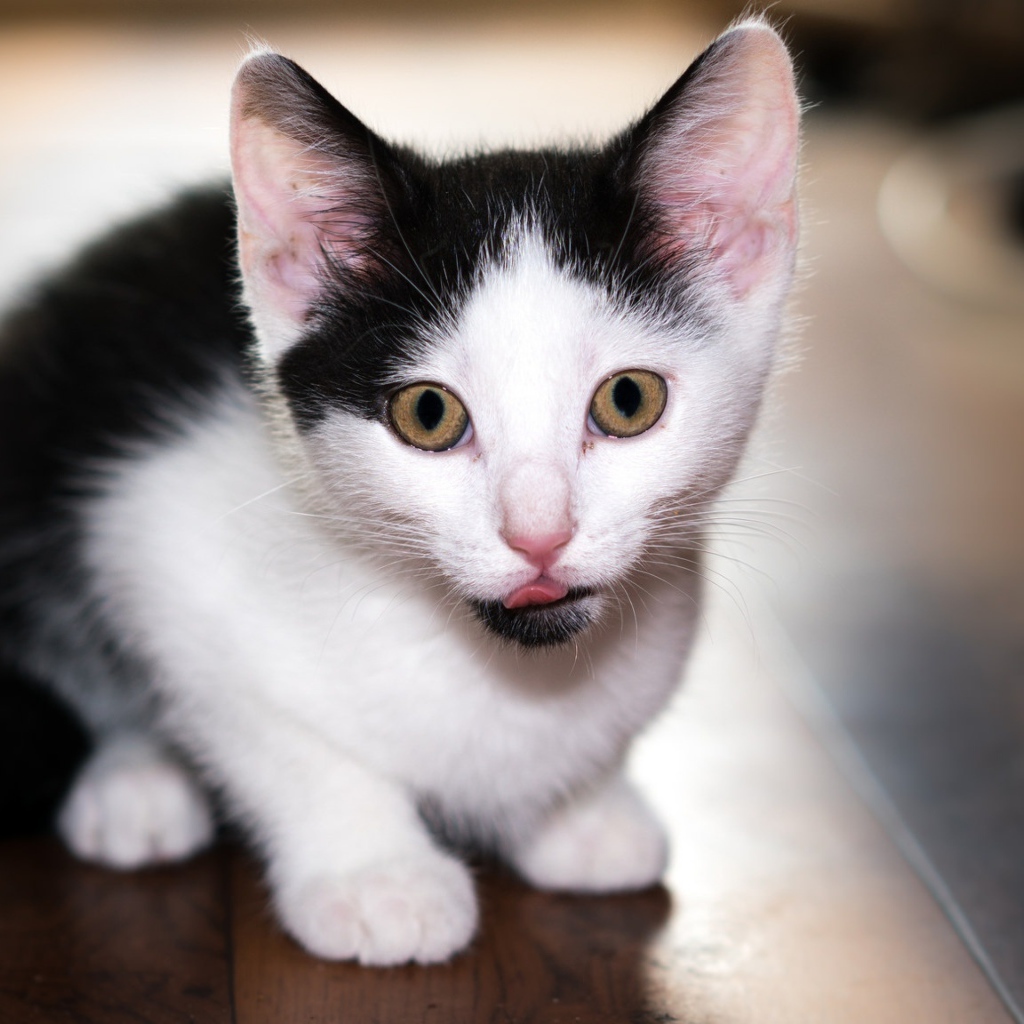 Маленький черно-белый котенок с высунутым языком
