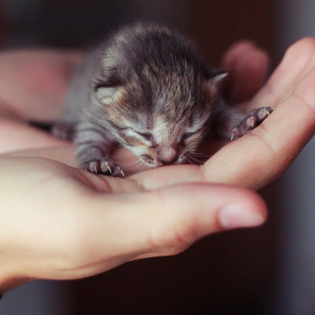 Маленький серый слепой котенок на ладонях