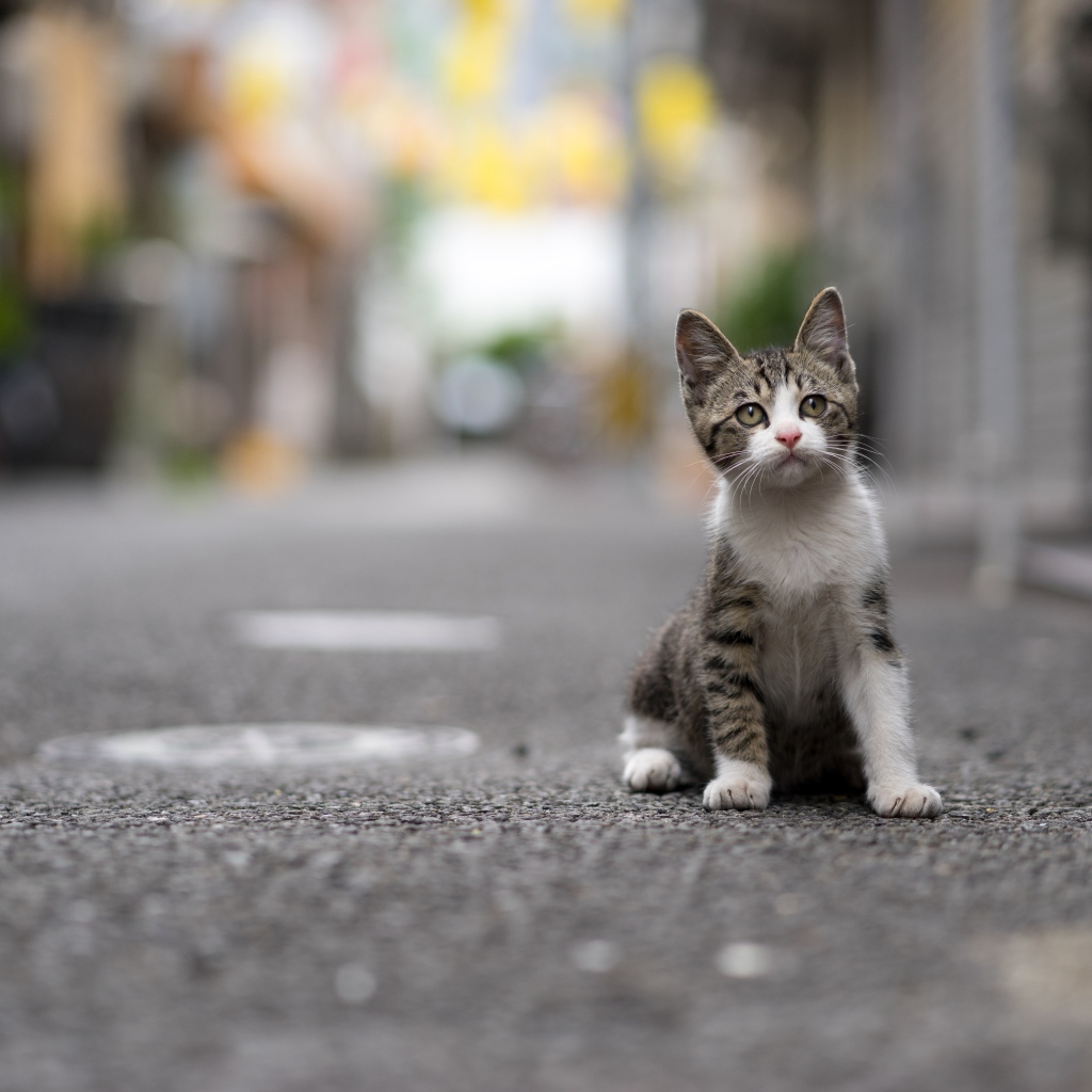 Маленький серый котенок сидит на дороге