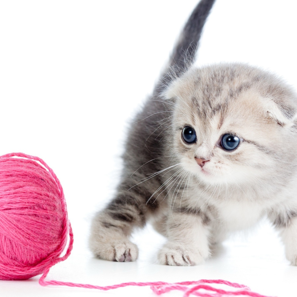 Маленький серый котенок с розовым клубком ниток
