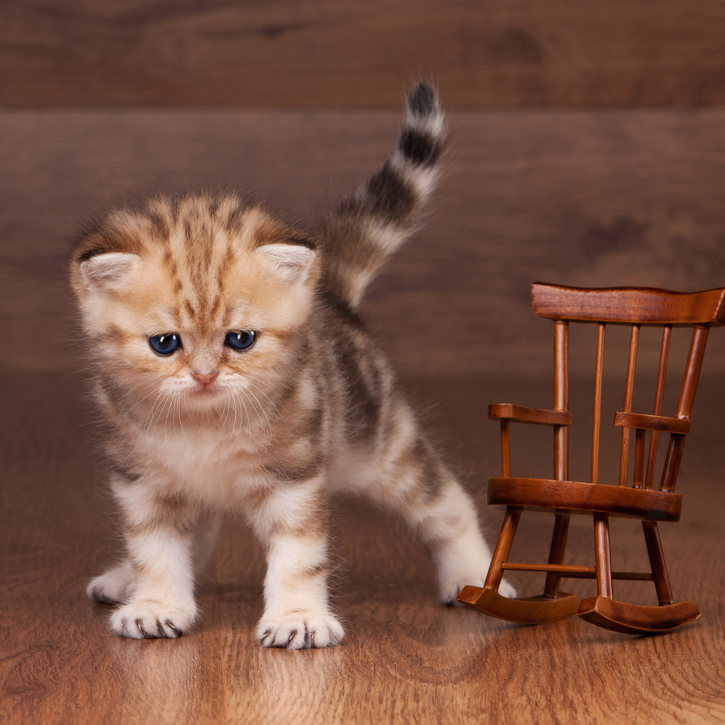 Маленький котенок рядом с игрушечным деревянным креслом