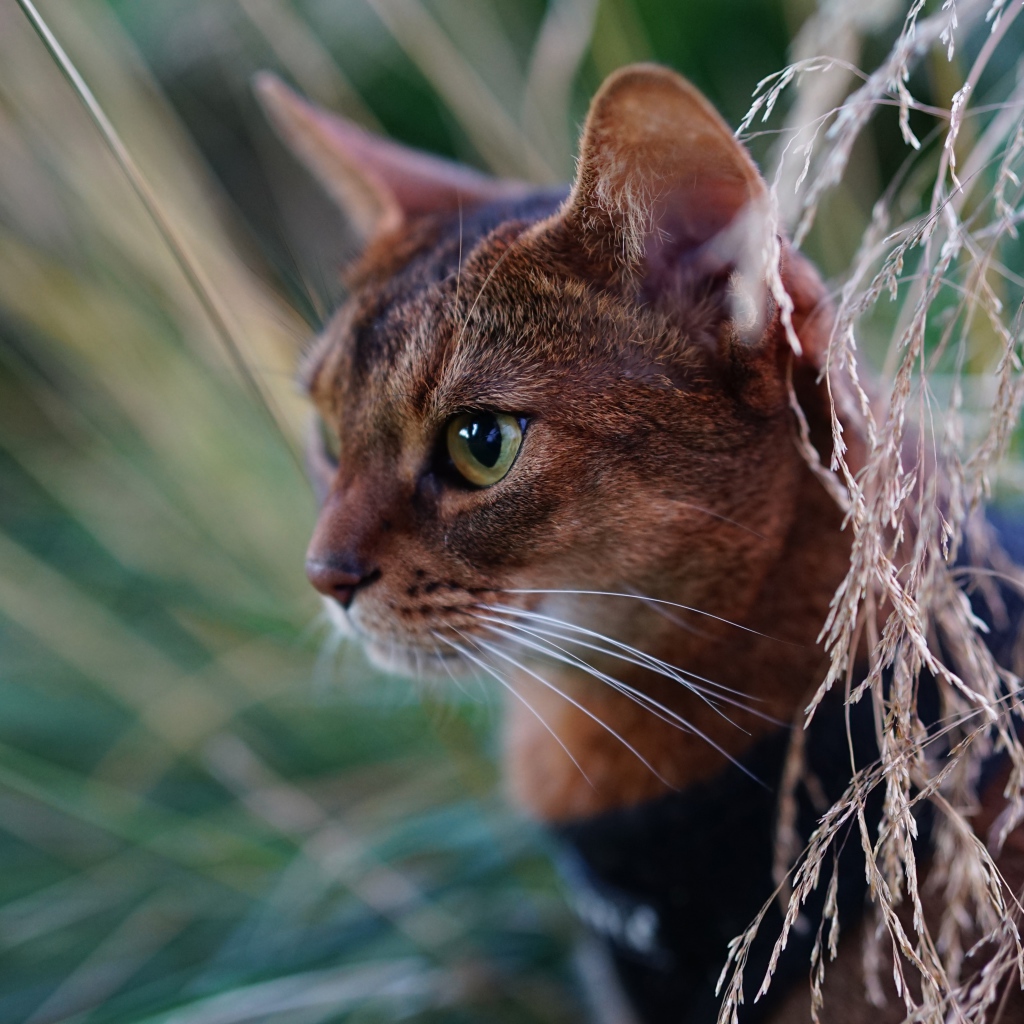 Красивая абиссинская короткошерстная кошка