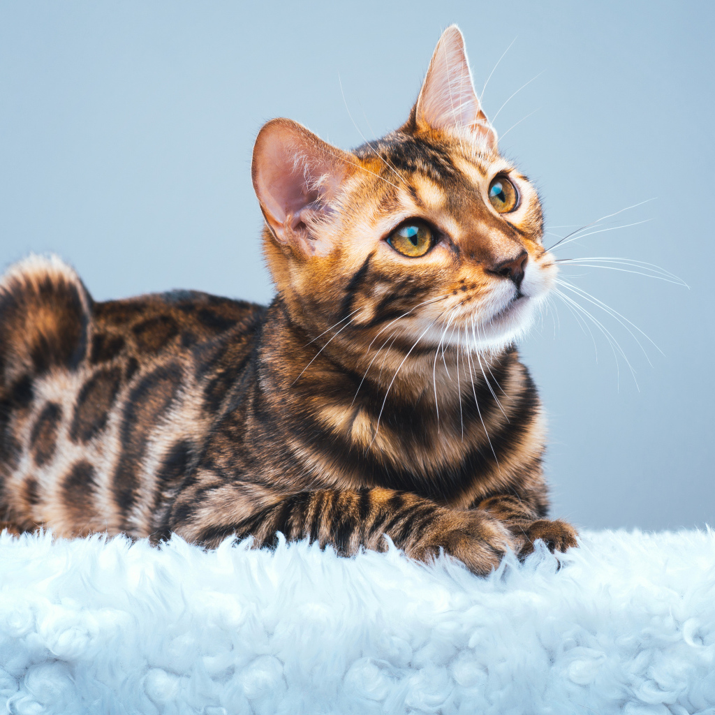 Красивая бенгальская кошка смотрит заинтересованным взглядом