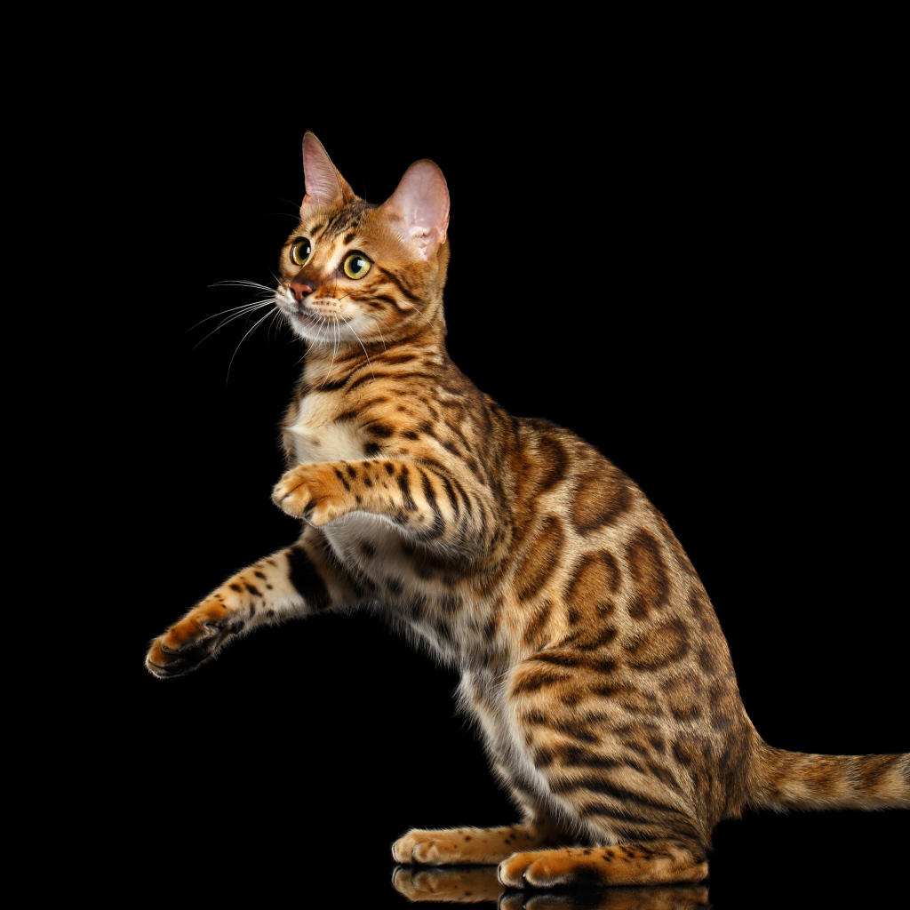 Красивая Бенгальская кошка на черном фоне