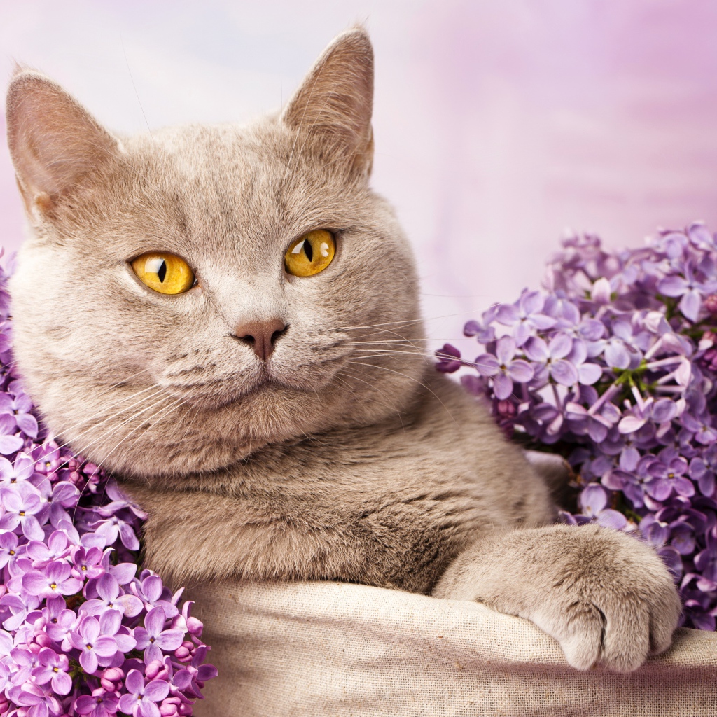 Красивый британский кот с цветами сирени