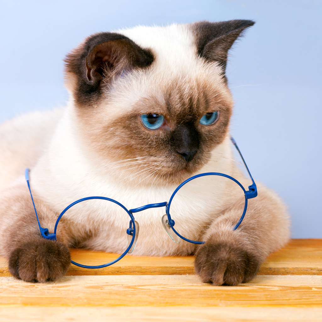 Красивый сиамский кот с синими очками