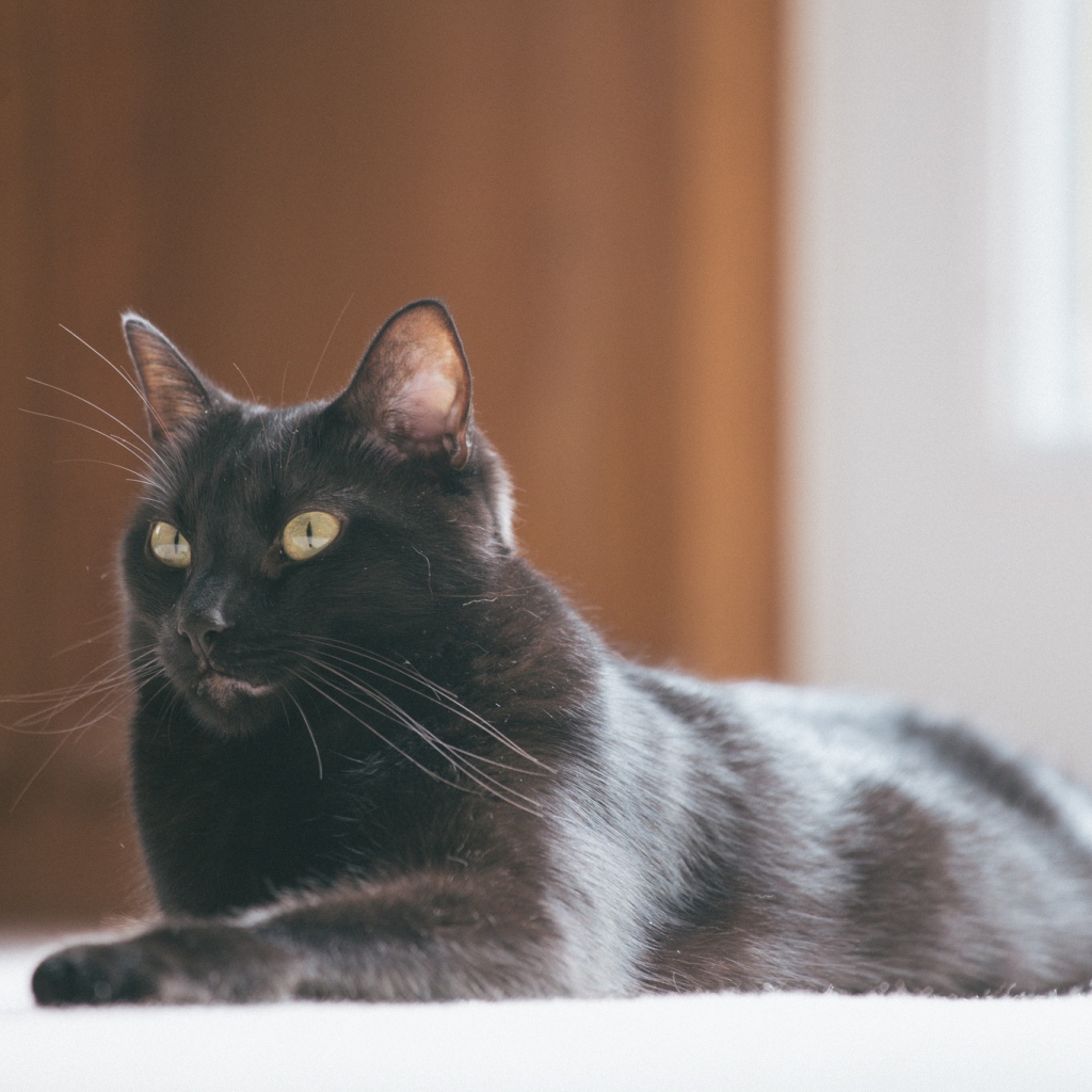 Красивый черный кот с блестящей шерстью