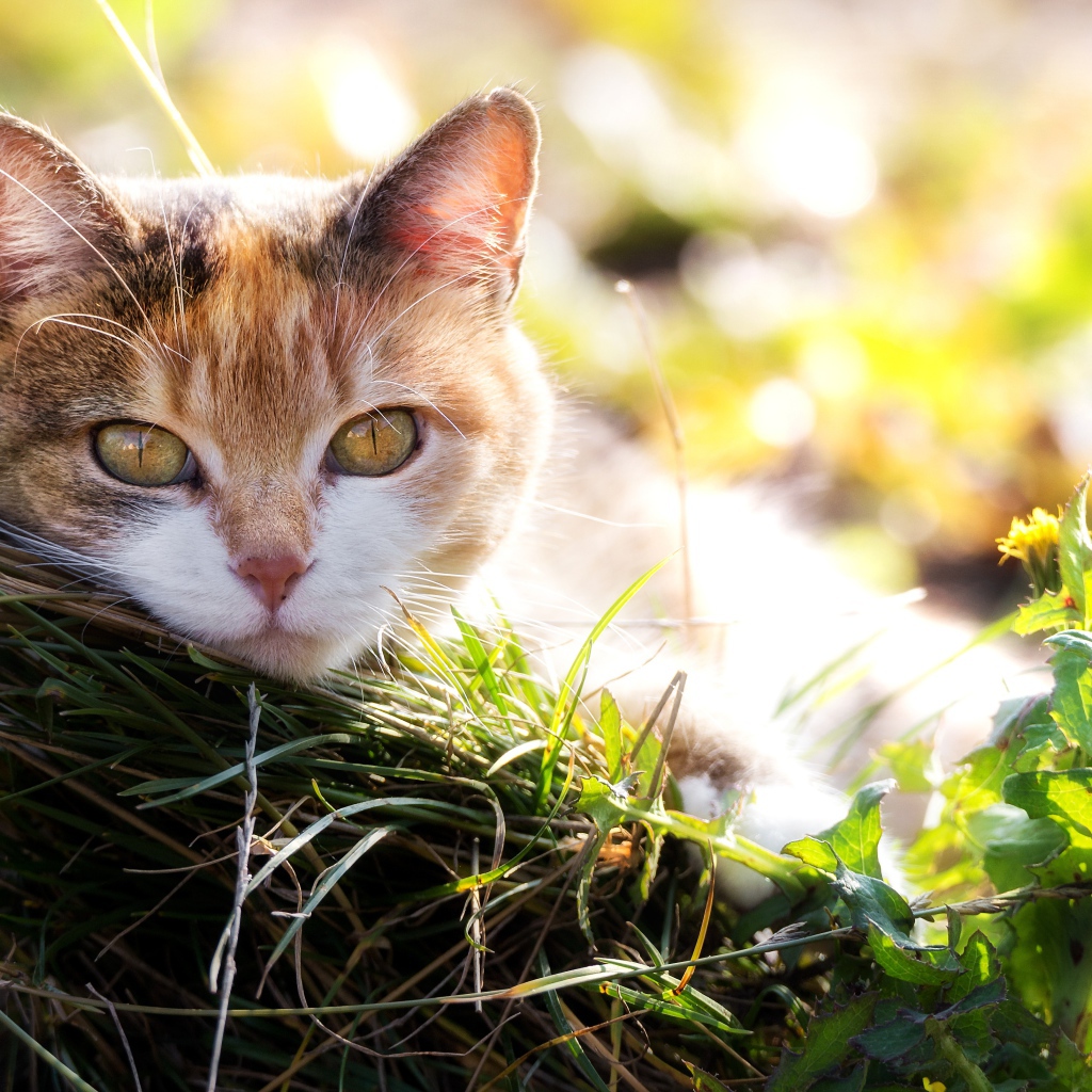 Красивая кошка с выразительным взглядом лежит на траве