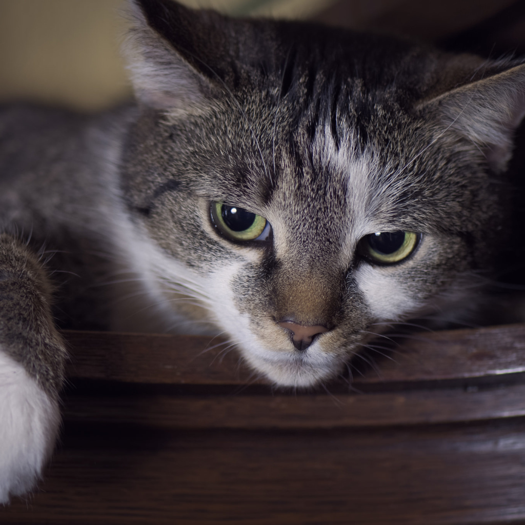 Красивый кот с зелеными глазами крупным планом