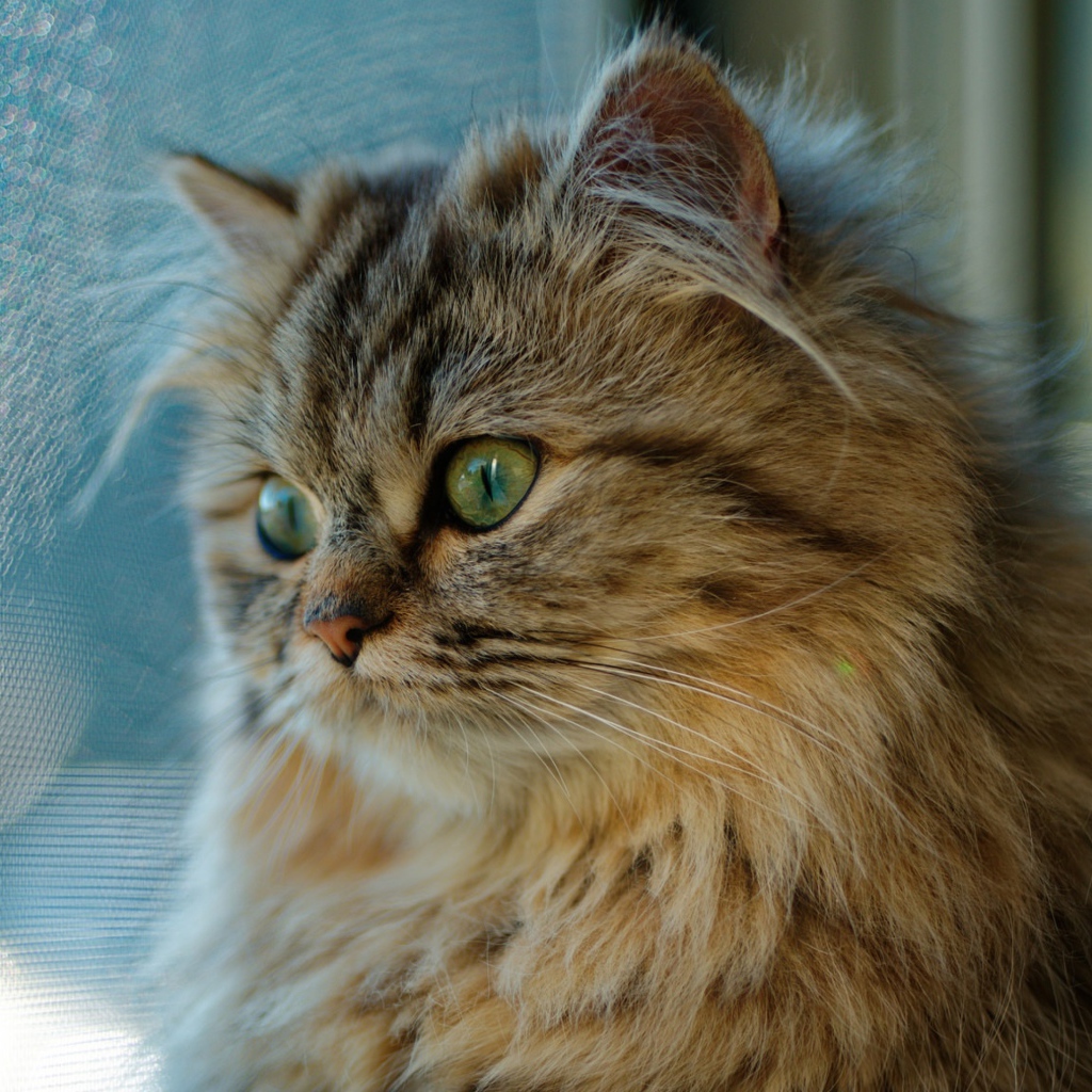 Красивый пушистый зеленоглазый кот смотрит в окно