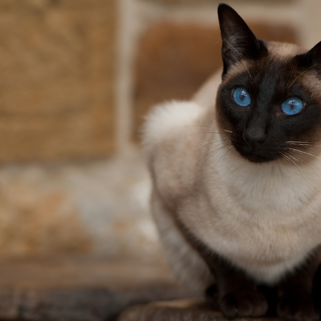 Красивый взгляд голубоглазой сиамской кошки