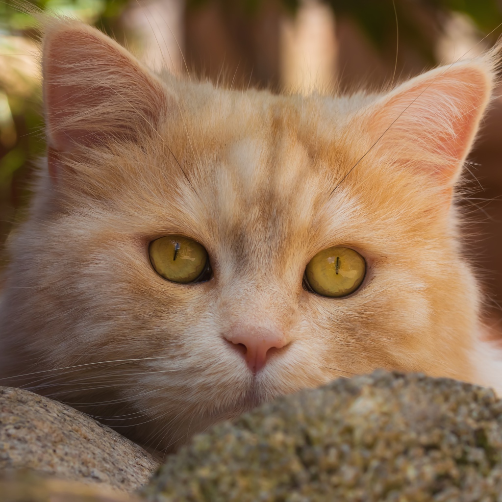 Красивая морда рыжего кота