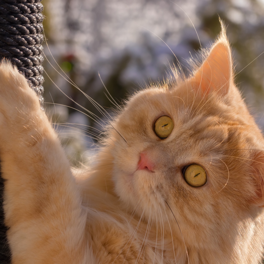 Красивый рыжий зеленоглазый кот