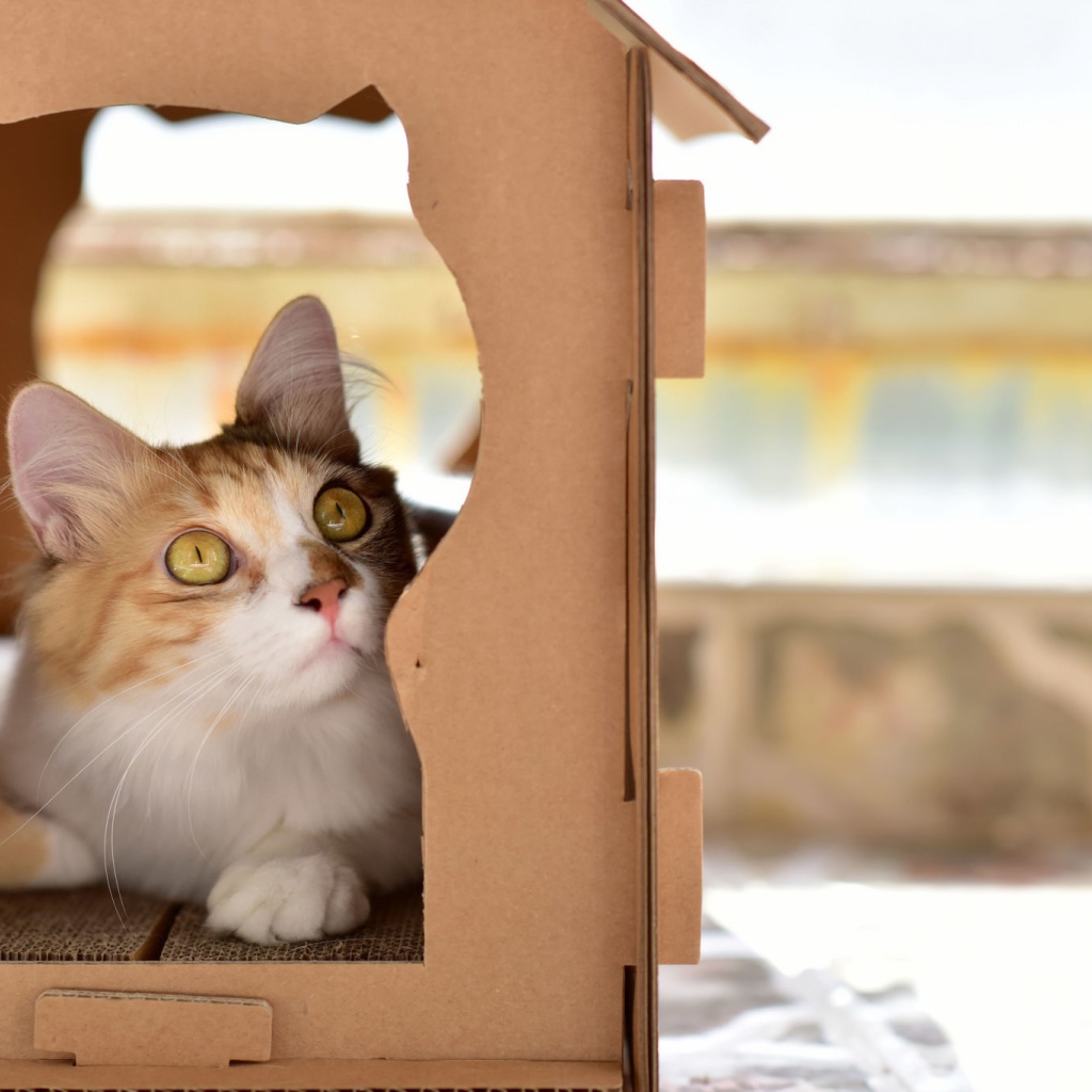 Красивый рыжий кот в картонной коробке 