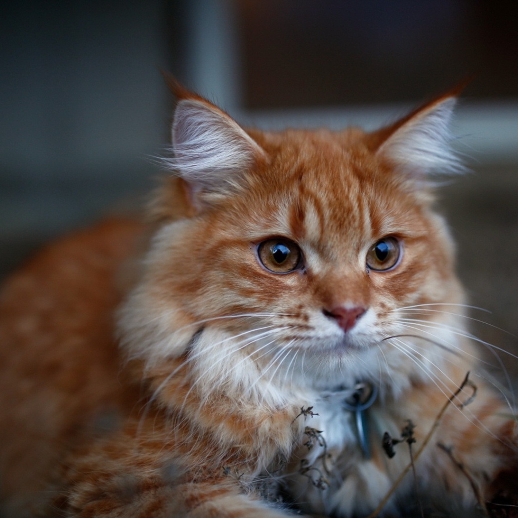 Красивый рыжий кот с кисточками на ушах 