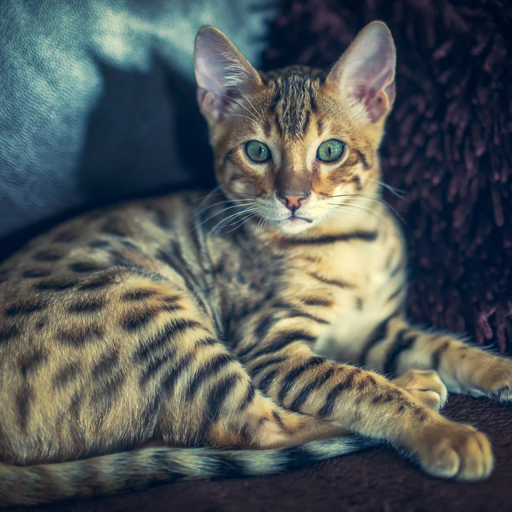 Красивая полосатая кошка с зелеными глазами 