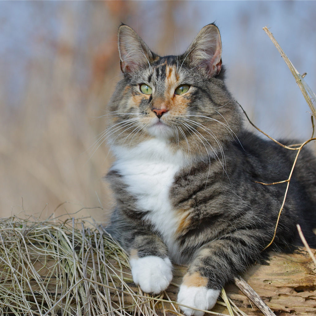 Большой красивый пушистый кот лежит на дереве 