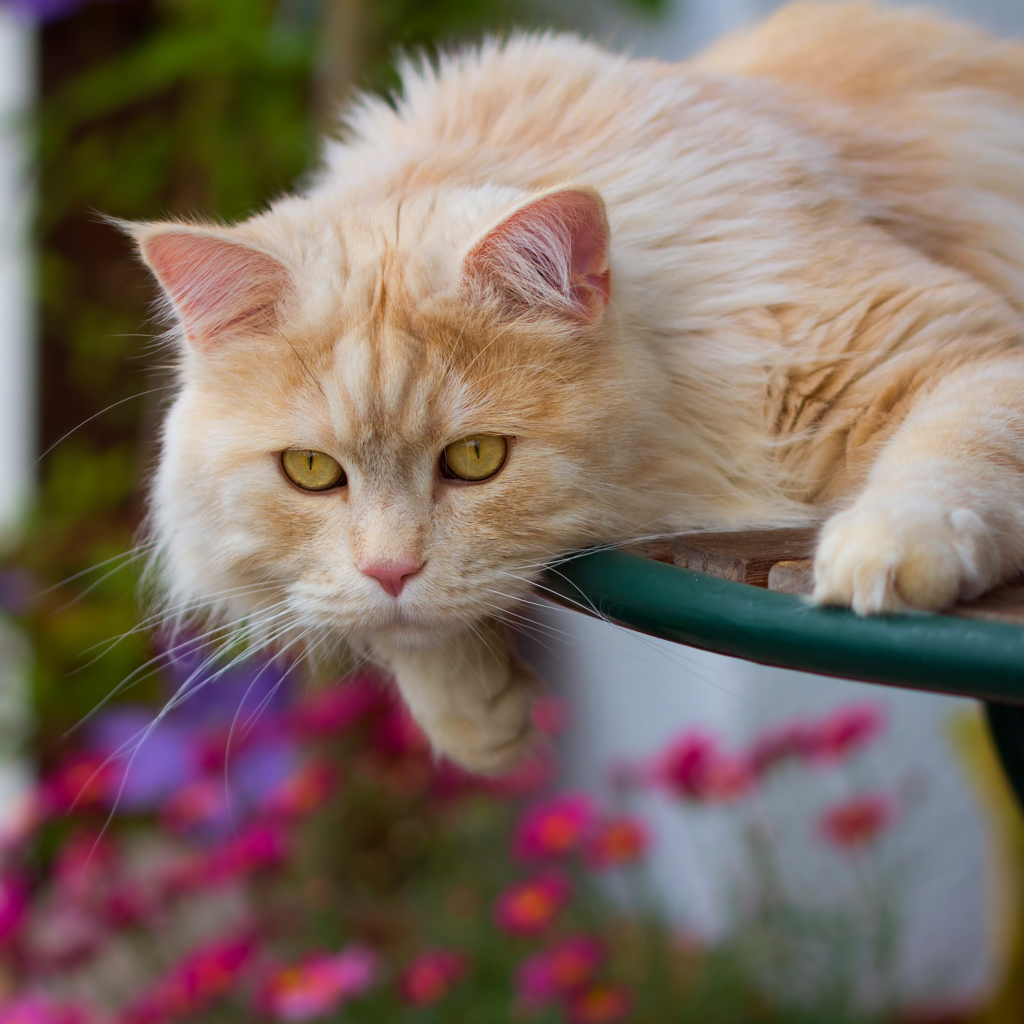 Большой красивый рыжий кот с желтыми глазами 