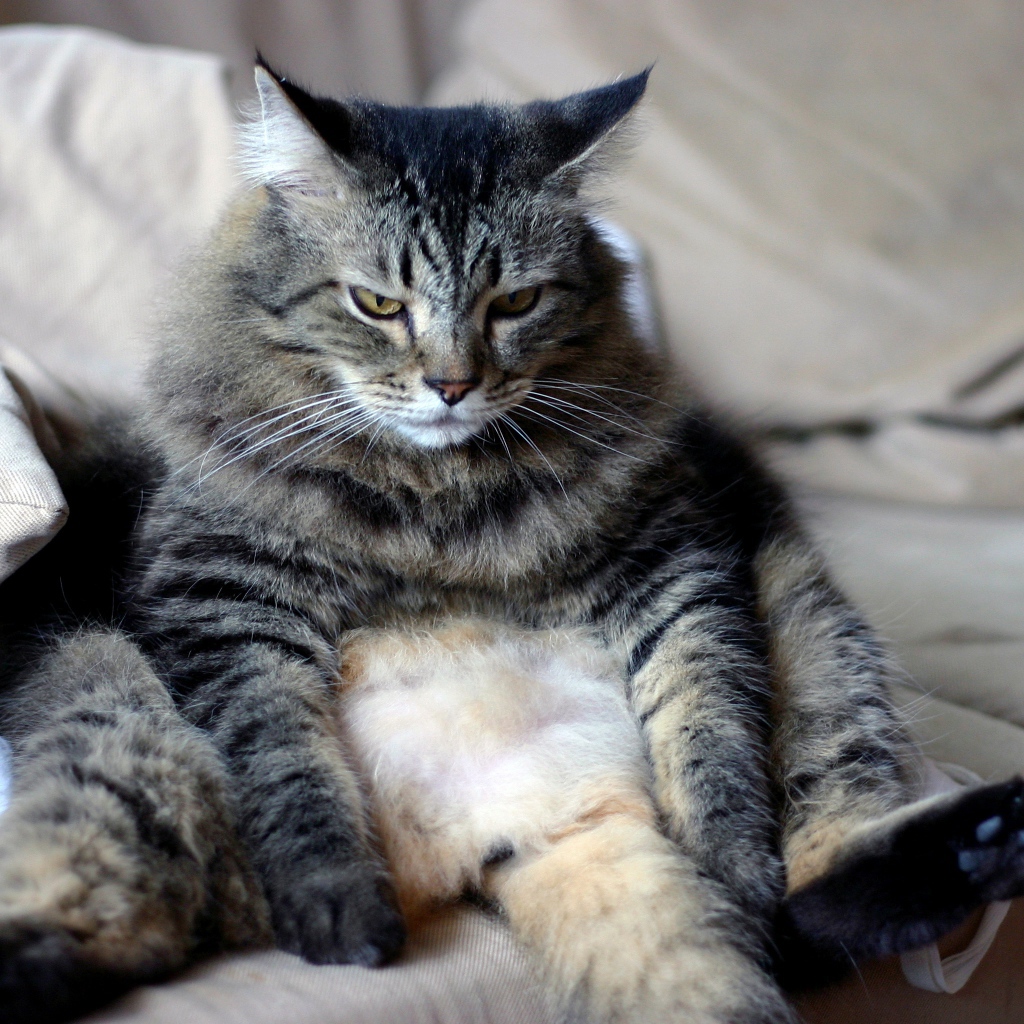 Большой грустный серый кот сидит на диване