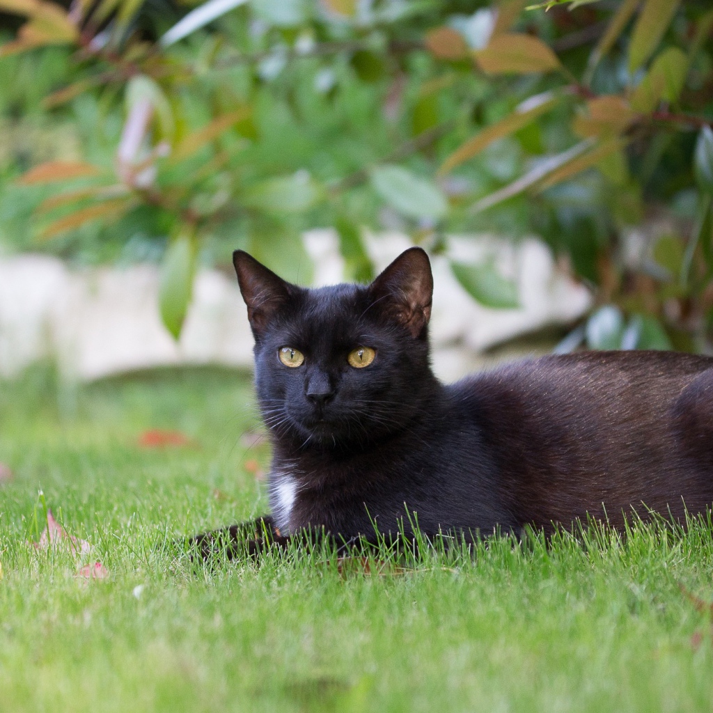 Черный кот лежит на зеленой траве 