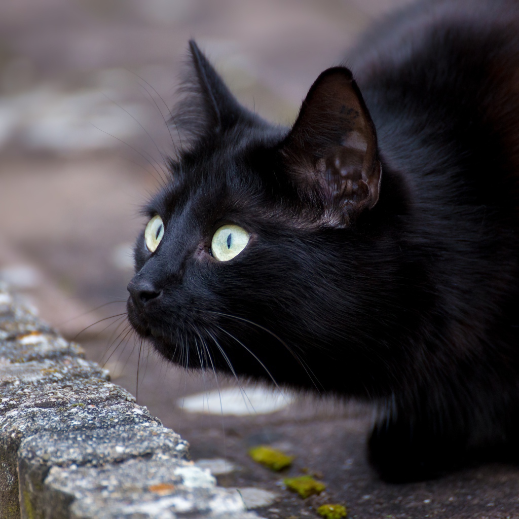 Черный зеленоглазый кот с удивленным взглядом