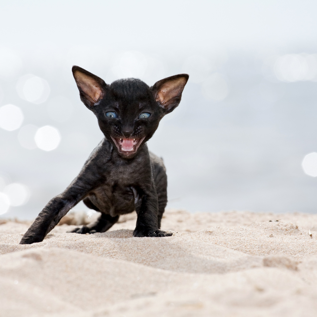 Черный котенок породы Корниш-рекс на песке