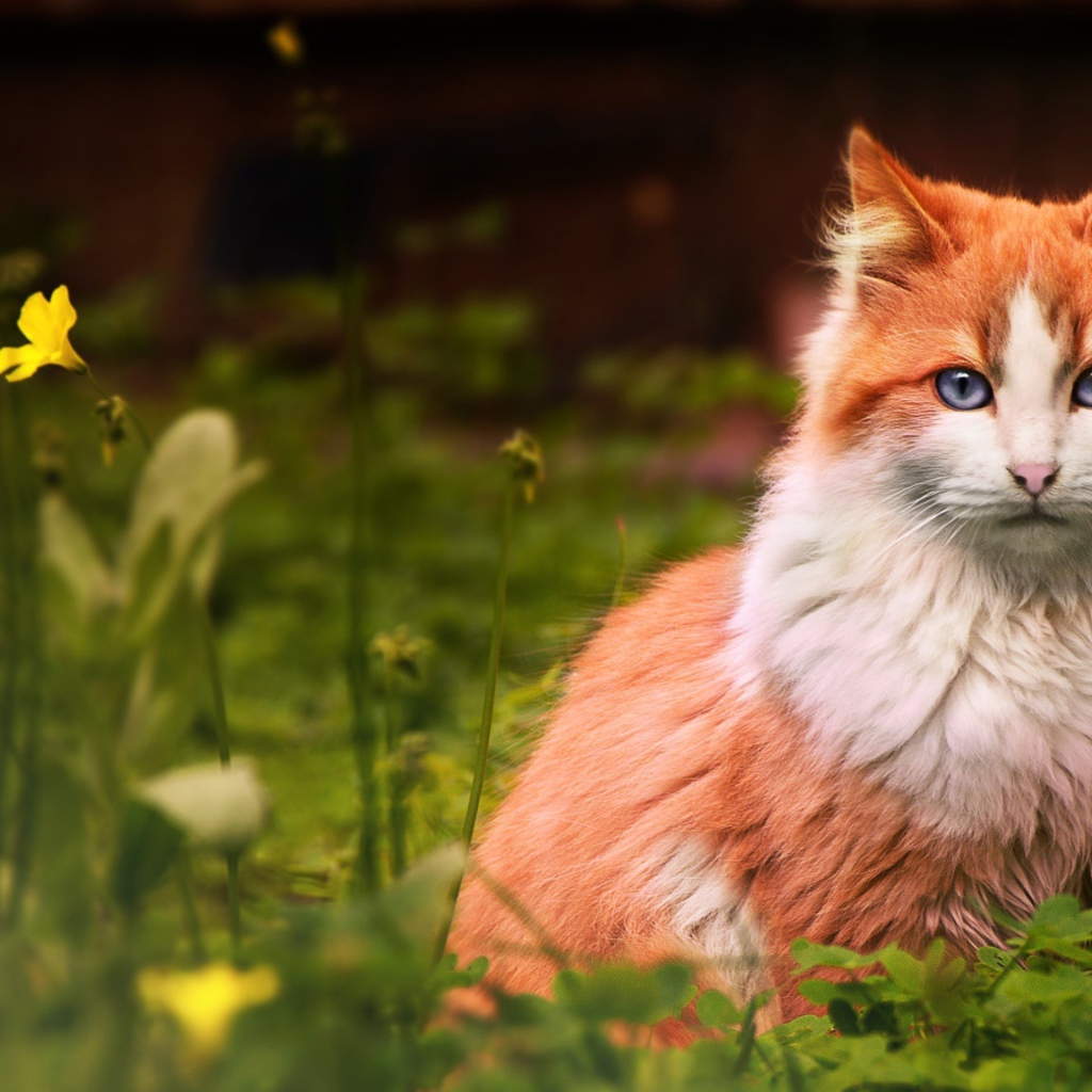 Голубоглазый рыжий кот сидит в зеленой траве