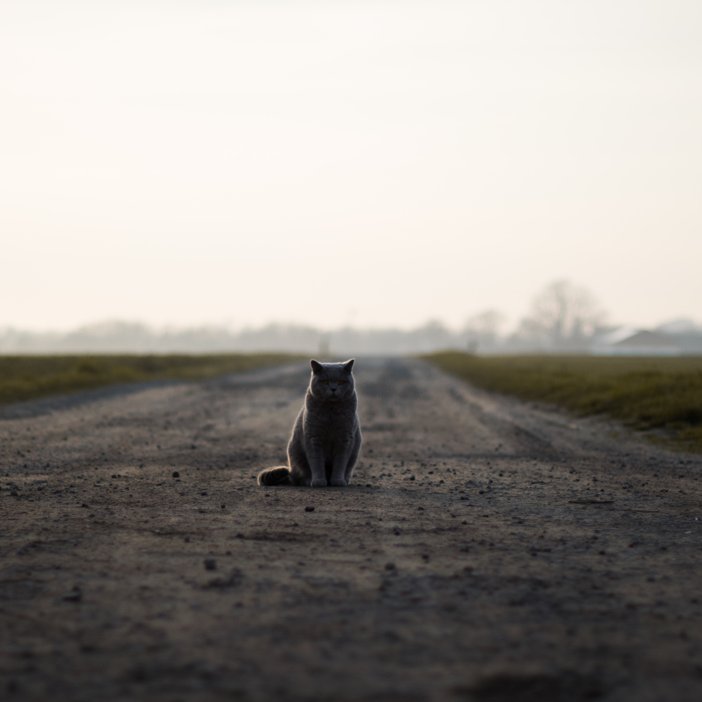 Кот британец сидит на дороге 