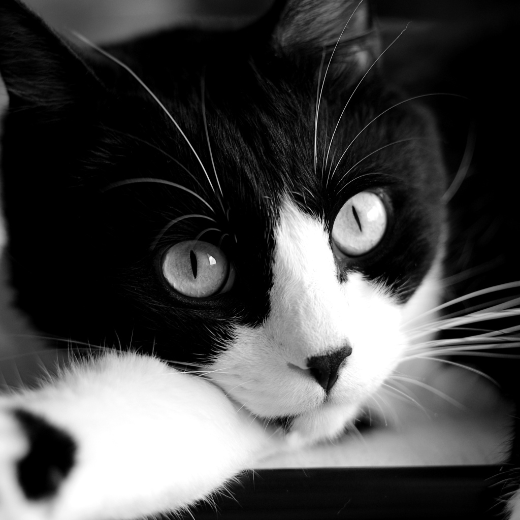 Кот крупным планом черно-белое фото