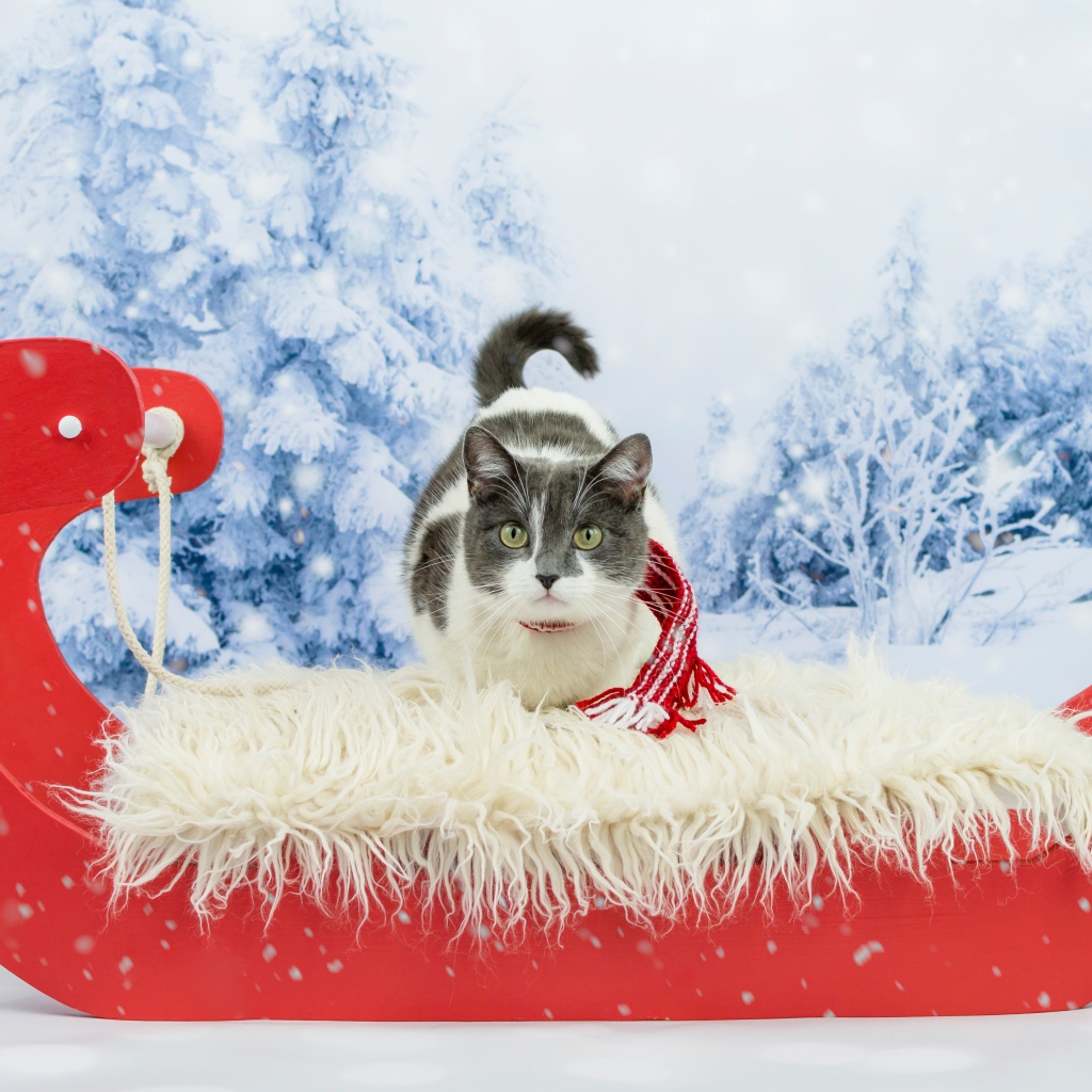 Кот в праздничных красных санях зимой