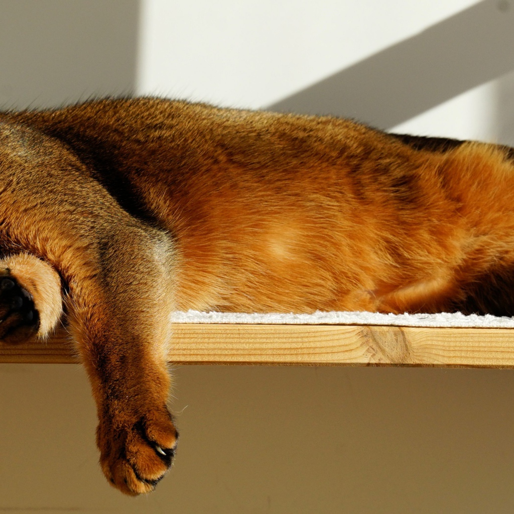 Кошка спит на полке 