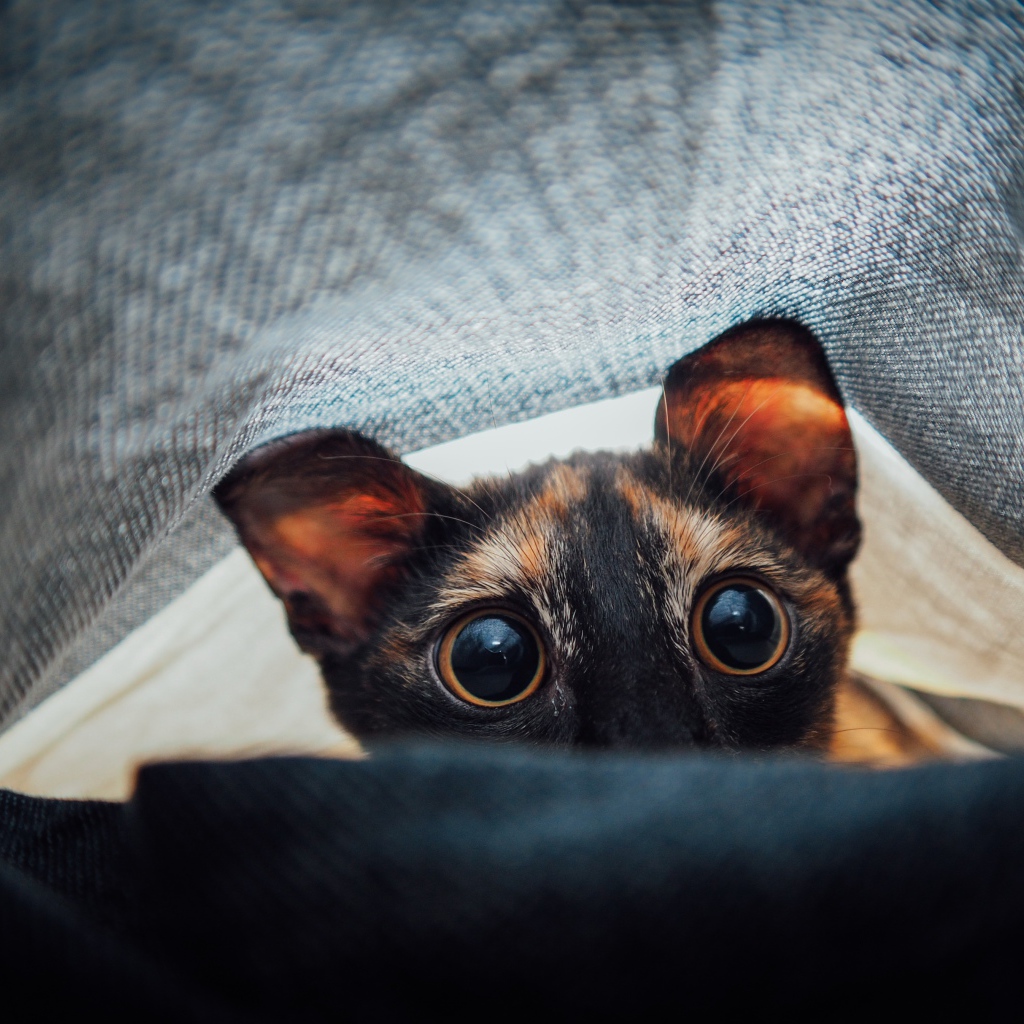 Любопытный кот с большими глазами под одеялом