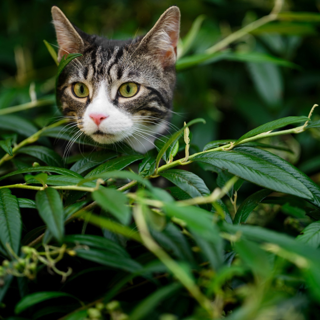 Любопытный серый кот сидит в засаде в зеленой листве