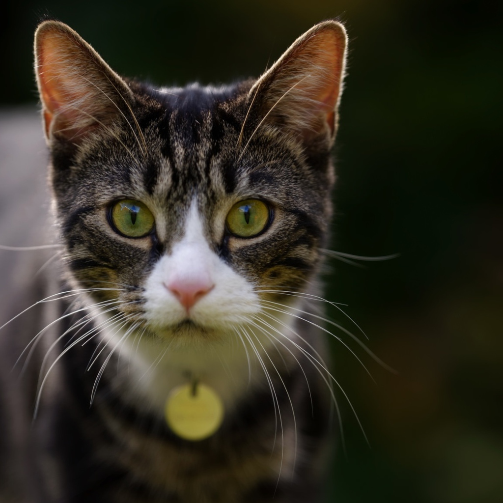 Любопытный серый кот с подвеской на шее