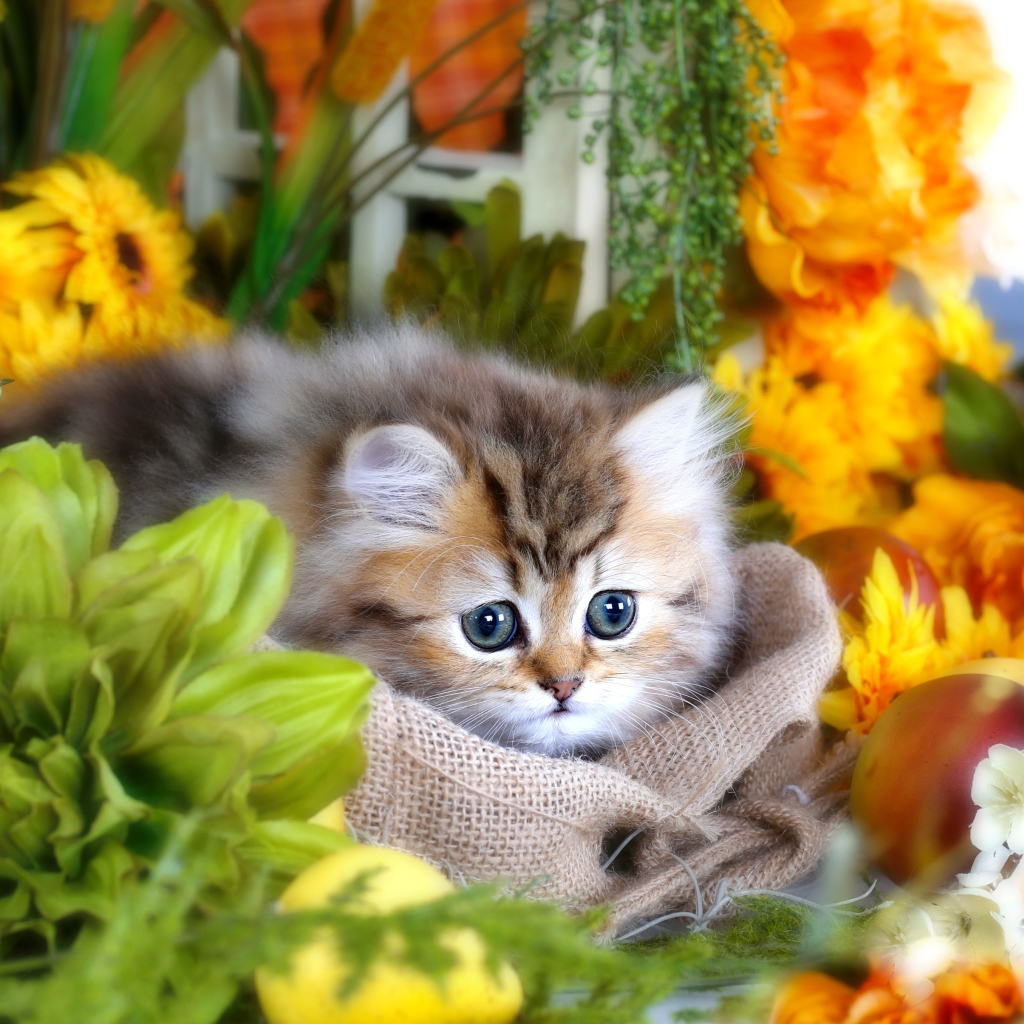 Милый пушистый серый котенок с большими глазами в цветах