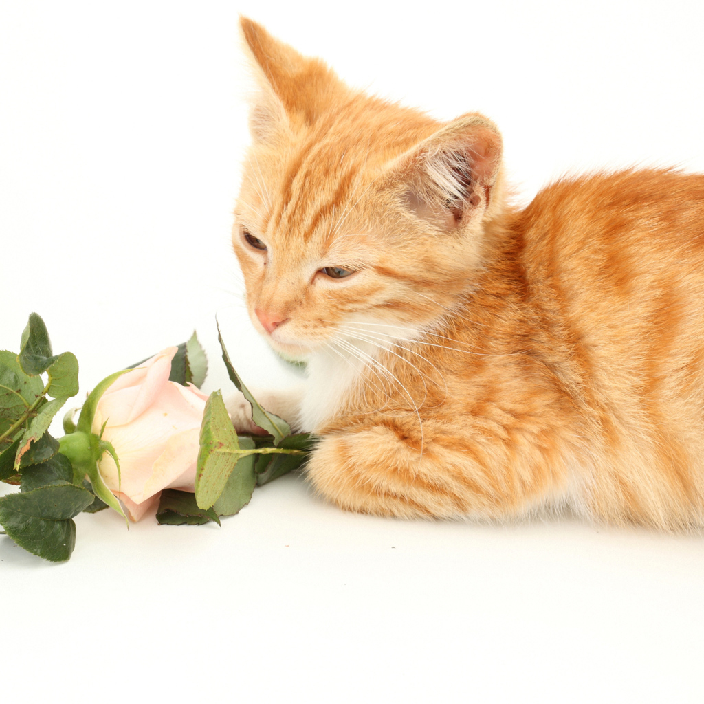 Милый рыжий котенок с розами на белом фоне