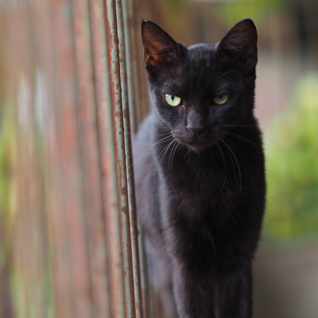 Недовольный взгляд черного кота