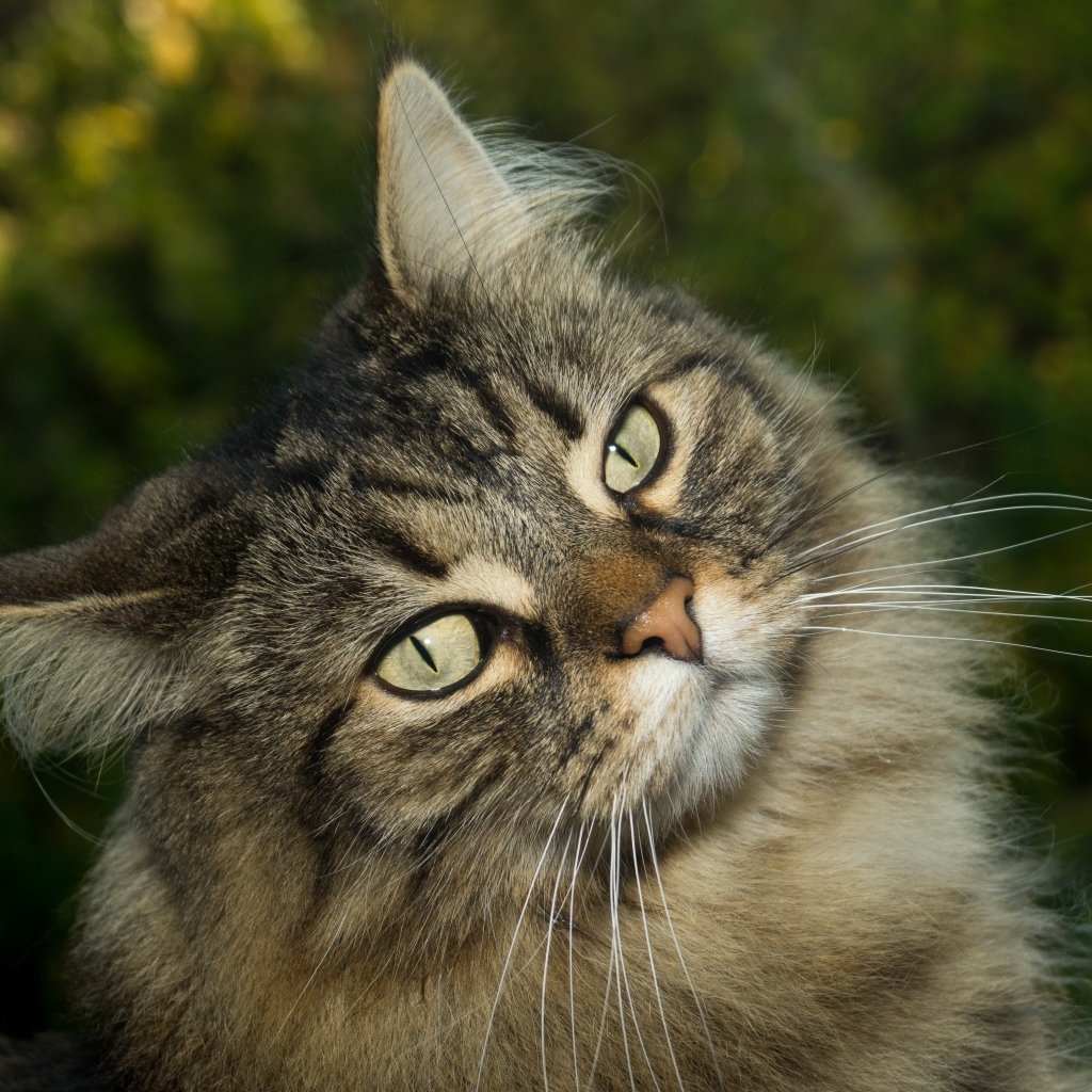 Морда пушистого серого кота с зелеными глазами