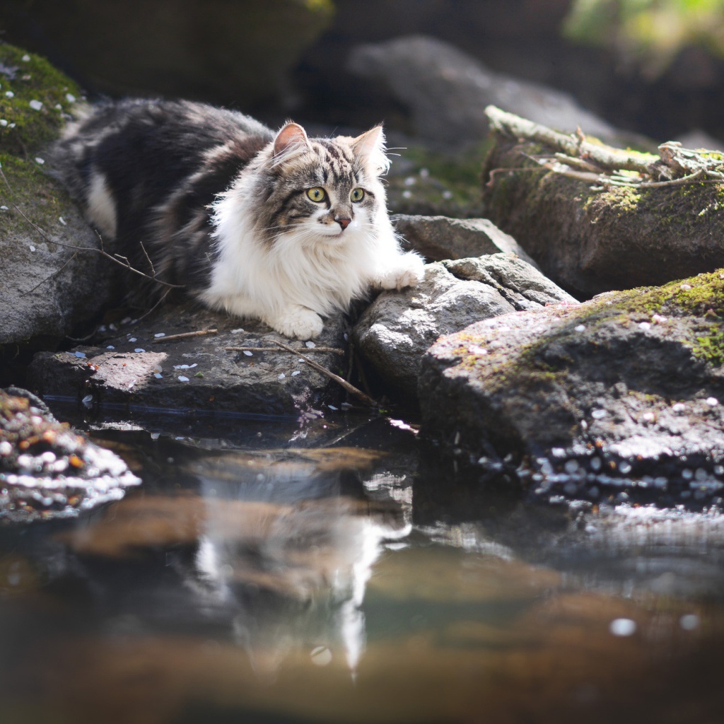 Пушистая кошка на камне у воды 